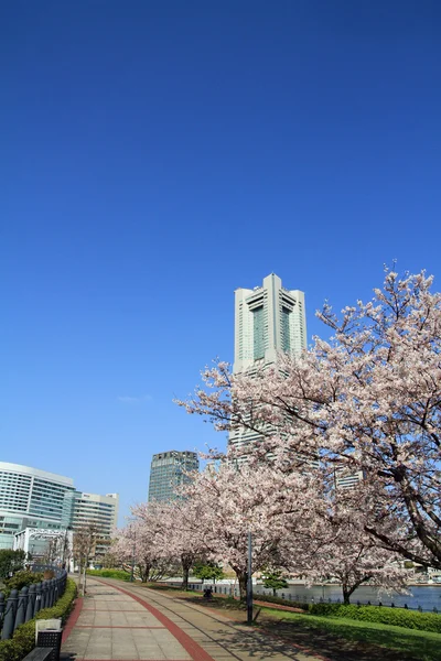 Yokohama Landmark Tower e as flores de cereja no Japão — Fotografia de Stock