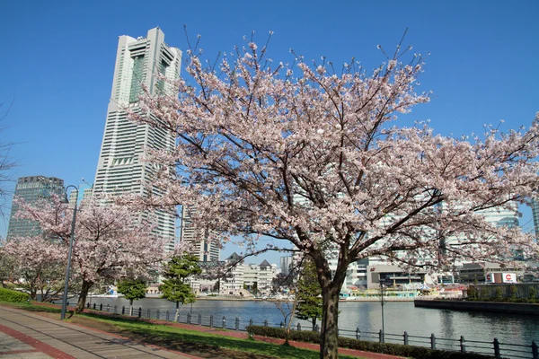 Yokohama Landmark Tower ve Japonya kiraz çiçekleri — Stok fotoğraf