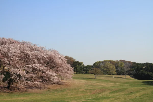 Цветение вишни в парке Негиси Синрин, Йокогама, Япония — стоковое фото