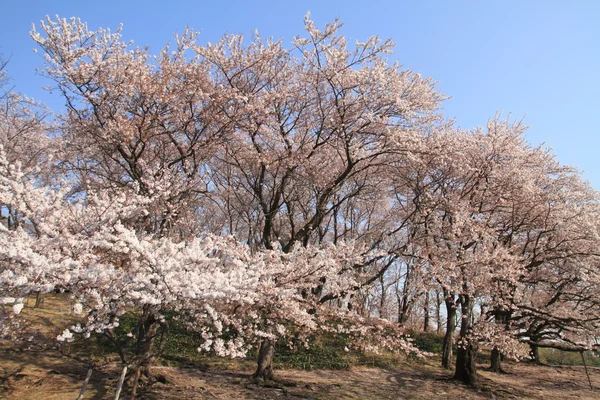 在根岸 Shinrin 公园，横滨，日本樱花 — 图库照片