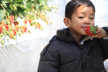 Japon çocuk çilek (3 yaşında yeme)