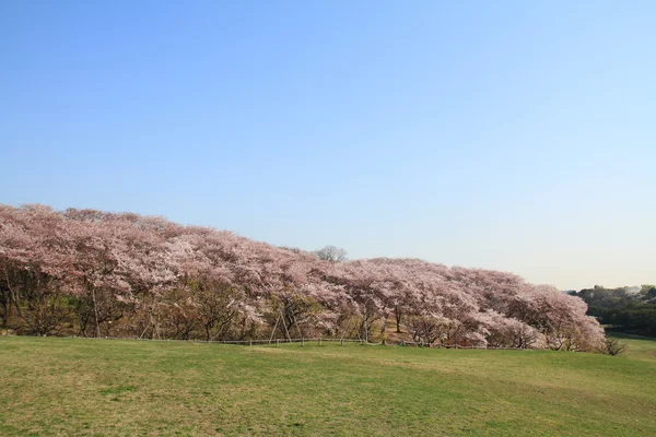 神奈川県横浜市根岸森林公園の桜 — ストック写真