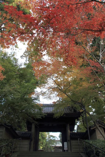 Jesienne liście w świątyni Engaku w Kamakura, Japonia — Zdjęcie stockowe