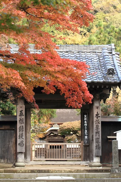 Feuilles d'automne au temple Engaku à Kamakura, Japon — Photo
