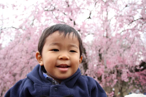 Japonês menino e cereja flores (2 anos de idade ) — Fotografia de Stock