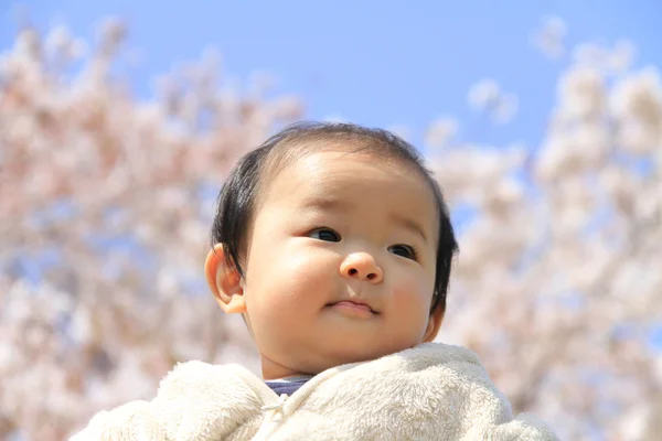 Японский мальчик (0 лет) и цветение вишни в начале весны в Японии — стоковое фото