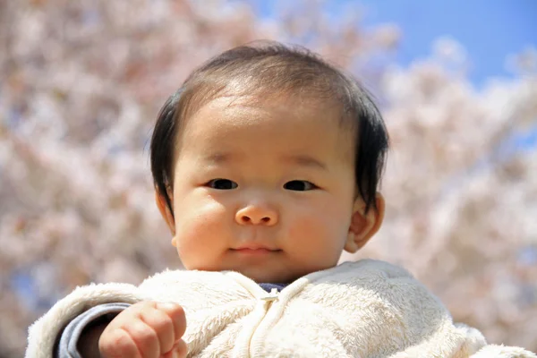 Japanese baby boy (0 year old) and cherry blossoms in early spring of Japan — Stock Photo, Image