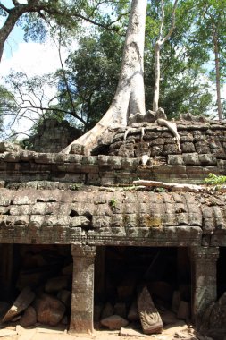 Ta Prohm içinde Angkor, Siem Reap, Kamboçya