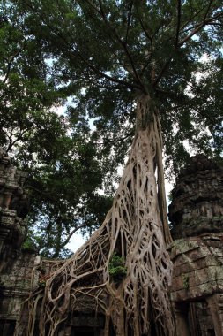 Ta Prohm içinde Angkor, Siem Reap, Kamboçya