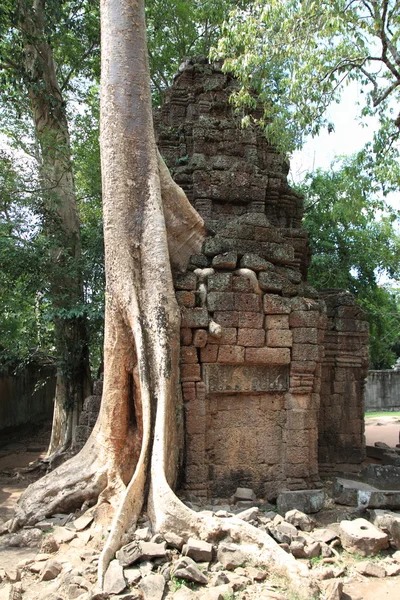 Ta Prohm in Angkor, Siem Reap, Cambodia — Stock Photo, Image