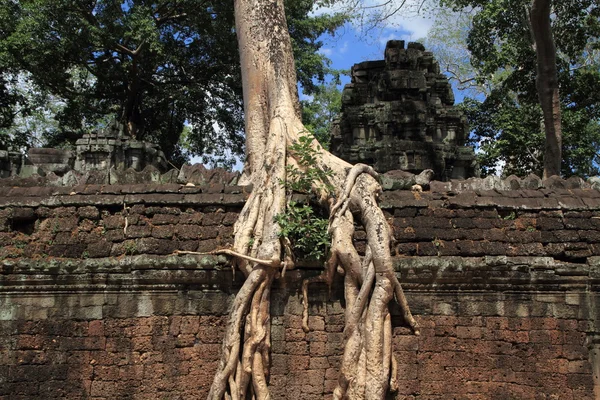 Ta Prohm au Cambodge à Angkor, Siem Reap. — Photo