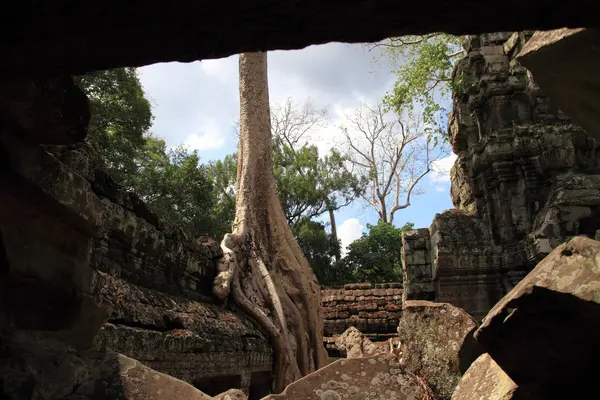 Ta Prohm en Angkor, Siem Reap, Camboya —  Fotos de Stock