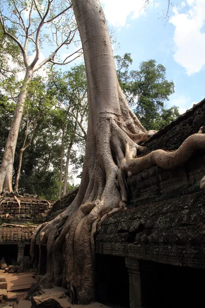 Ta Prohm en Angkor, Siem Reap, Camboya —  Fotos de Stock