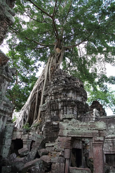 Ta Prohm en Angkor, Siem Reap, Camboya —  Fotos de Stock