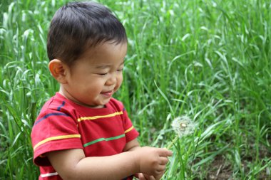 Japon çocuk karahindiba tohum (1 yaşında üfleme)