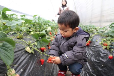 Japon çocuk çilek yiyor (2 yaşında))