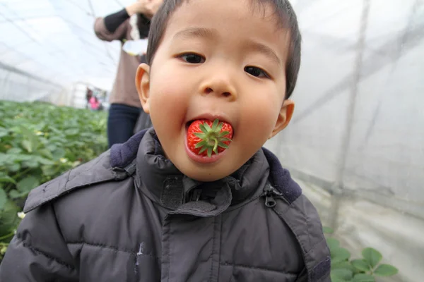 Japon çocuk çilek yiyor (2 yaşında)) — Stok fotoğraf