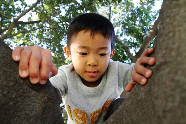 Japanese boy climbing the tree (6 years old) — Stock Photo, Image