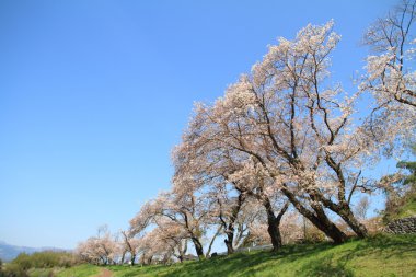 Satır kiraz çiçeği ağaçların Izu, Shizuoka, Japonya