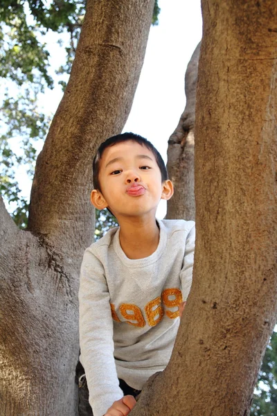 Japonais garçon grimpant l'arbre (6 ans ) — Photo