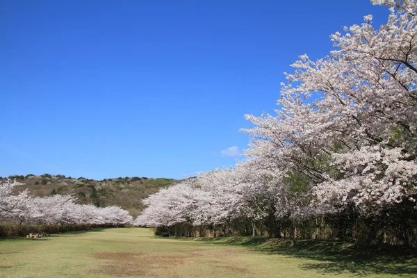 Rad med körsbärsblommor träd i Izu, Shizuoka, Japan — Stockfoto