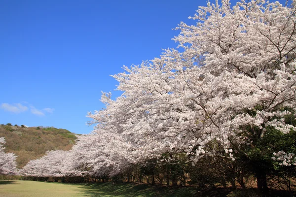 Fila de cerezos en Izu, Shizuoka, Japón — Foto de Stock