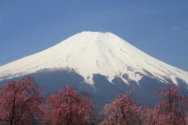 山梨県山中湖の富士山と桜の花 — ストック写真
