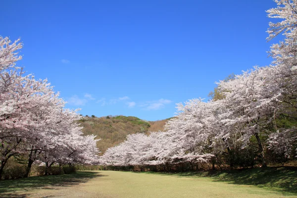 Satır kiraz çiçeği ağaçların Izu, Shizuoka, Japonya — Stok fotoğraf