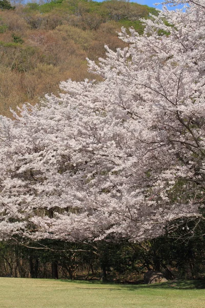 Řádek třešňového květu stromů v Izu, Shizuoka, Japonsko — Stock fotografie