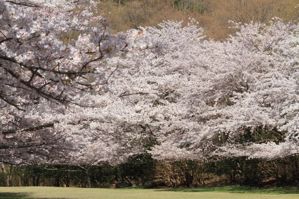 Row of cherry blossom trees in Izu, Shizuoka, Japan — Stock Photo, Image