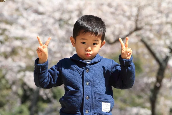 Ragazzo giapponese e fiori di ciliegio (4 anni ) — Foto Stock