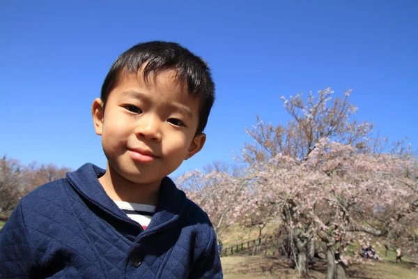 日本男孩和樱花 （4 岁) — 图库照片