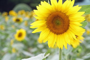 Japonya'da ayçiçeği alan