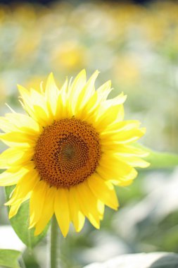 Japonya'da ayçiçeği alan