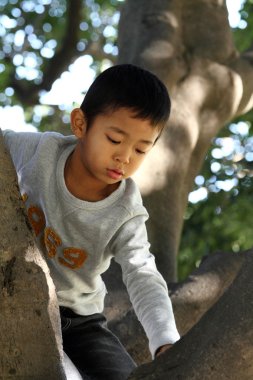 Japon çocuk (6 yaşında ağaç tırmanma)