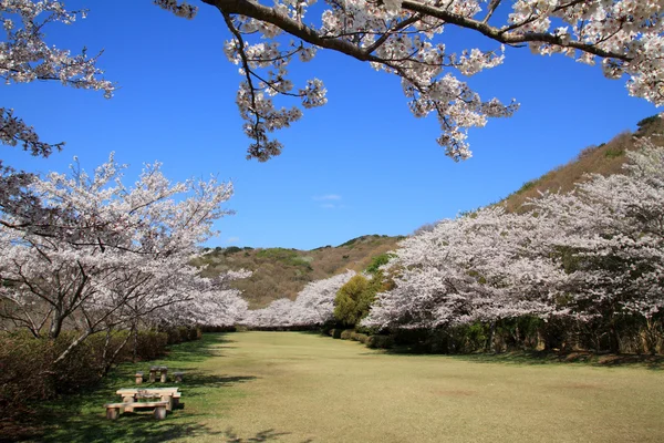 Row of cherry blossom trees in Izu, Shizuoka, Japan — Stock Photo, Image