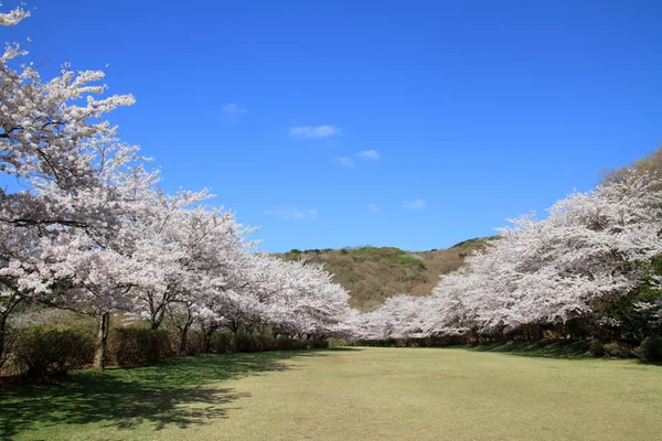 Fila de cerezos en Izu, Shizuoka, Japón — Foto de Stock