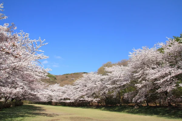 Rad med körsbärsblommor träd i Izu, Shizuoka, Japan — Stockfoto