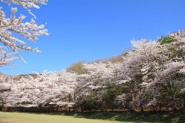 Satır kiraz çiçeği ağaçların Izu, Shizuoka, Japonya — Stok fotoğraf