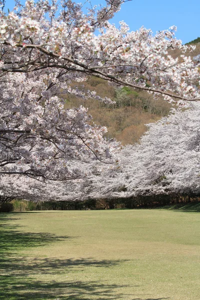 Satır kiraz çiçeği ağaçların Izu, Shizuoka, Japonya — Stok fotoğraf