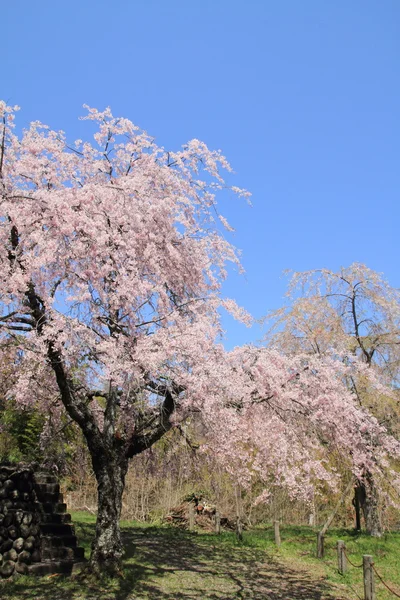 Rząd drzew wiśni w Izu, Shizuoka, Japonia — Zdjęcie stockowe