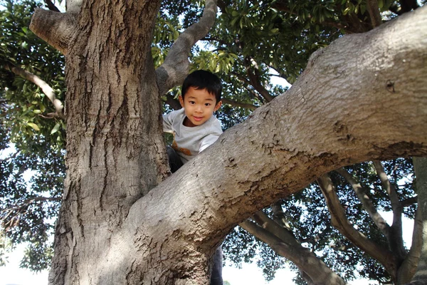 Chico japonés trepando al árbol (6 años) ) — Foto de Stock