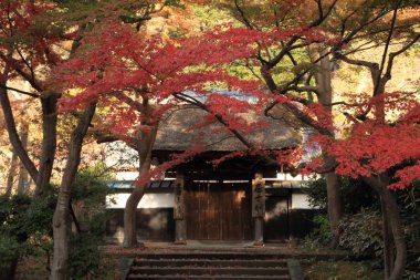 Japonya 'nın Kamakura kentindeki Engaku tapınağında sonbahar yaprakları.