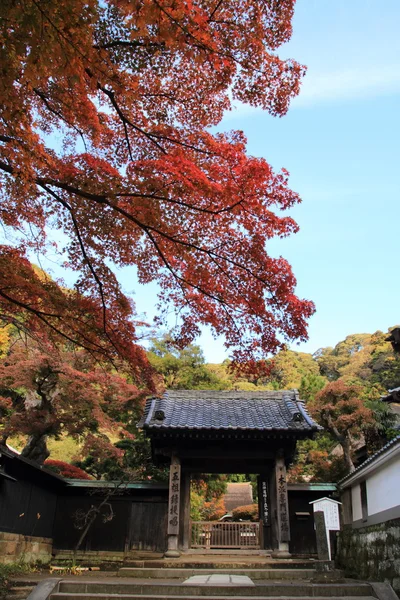 日本川村恩加库寺的秋叶 — 图库照片