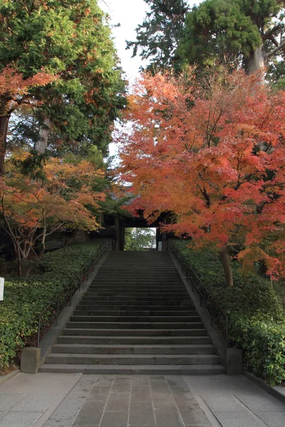 日本川村恩加库寺的秋叶 — 图库照片