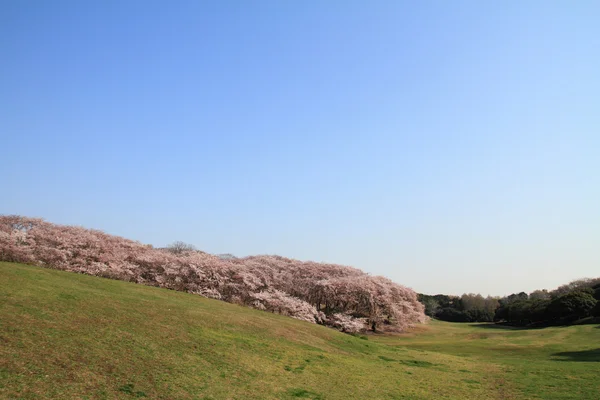 Las flores de cerezo en Negishi Shinrin Park, Yokohama, Japón — Foto de Stock