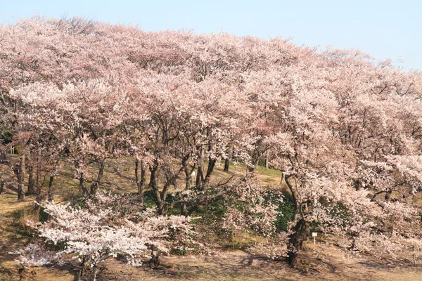 神奈川県横浜市根岸森林公園の桜 — ストック写真