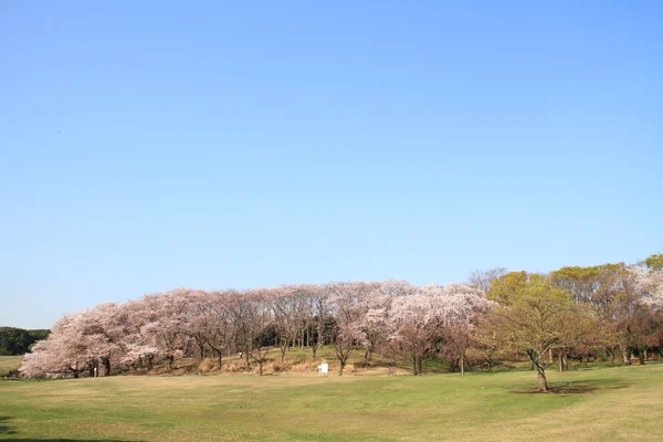 Les cerisiers fleurissent au parc Negishi Shinrin, Yokohama, Japon — Photo