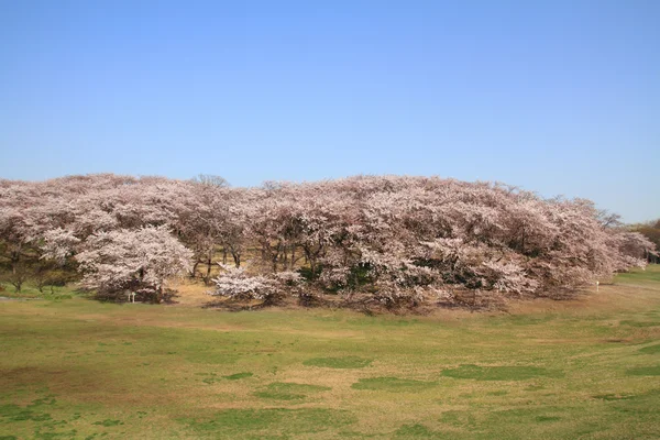 Körsbär blommar på Negishi Shinrin Park, Yokohama, Japan — Stockfoto