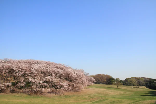 神奈川県横浜市根岸森林公園の桜 — ストック写真